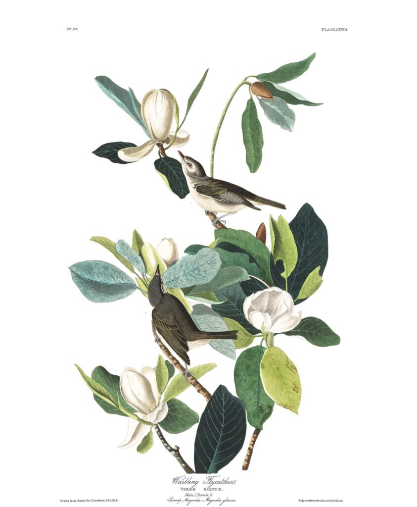 Illustration by John James Audubon (1785-1851) of two warbling flycatchers on a magnolia branch. The branch features several of the dramatic, large white blossoms and the green rubbery leaves of the magnolia grandiflora.